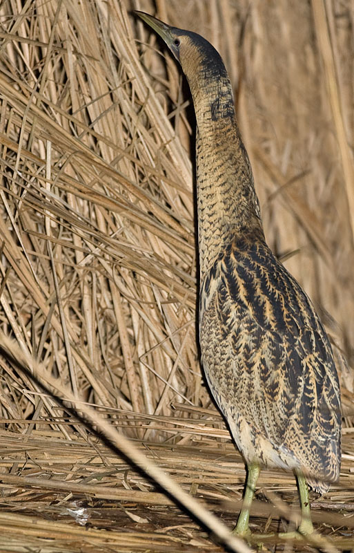 bittern