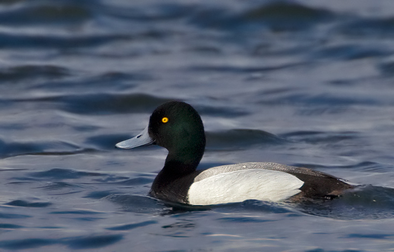 greater scaup