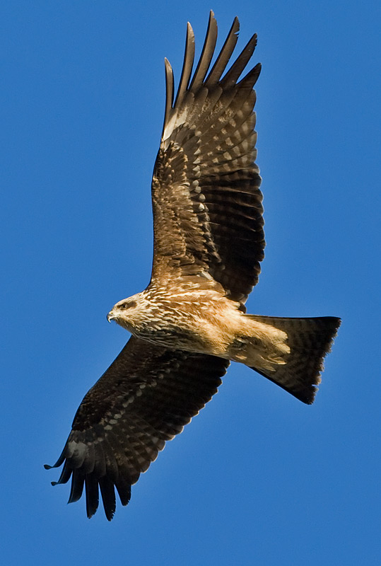 'black' kite