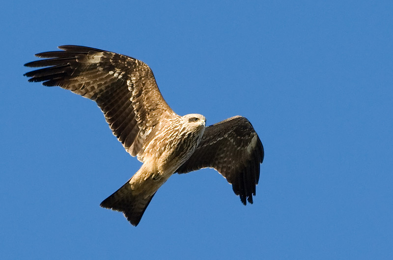 'black' kite