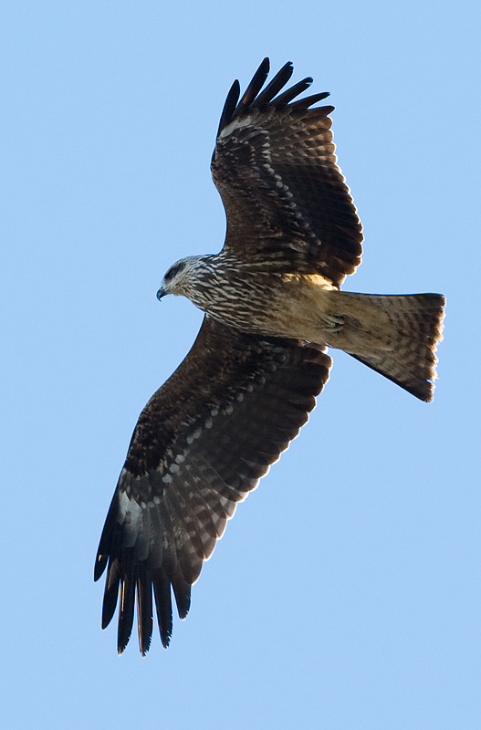 'black' kite