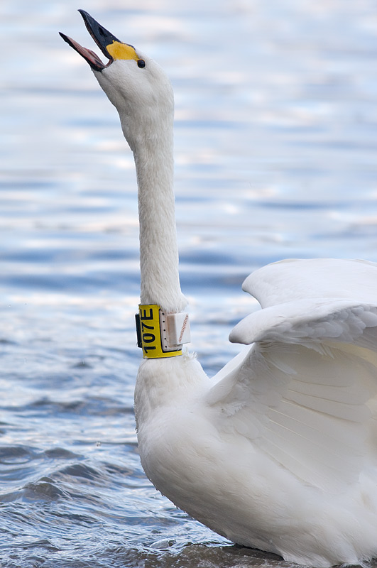 Bewick's swan with transmitter