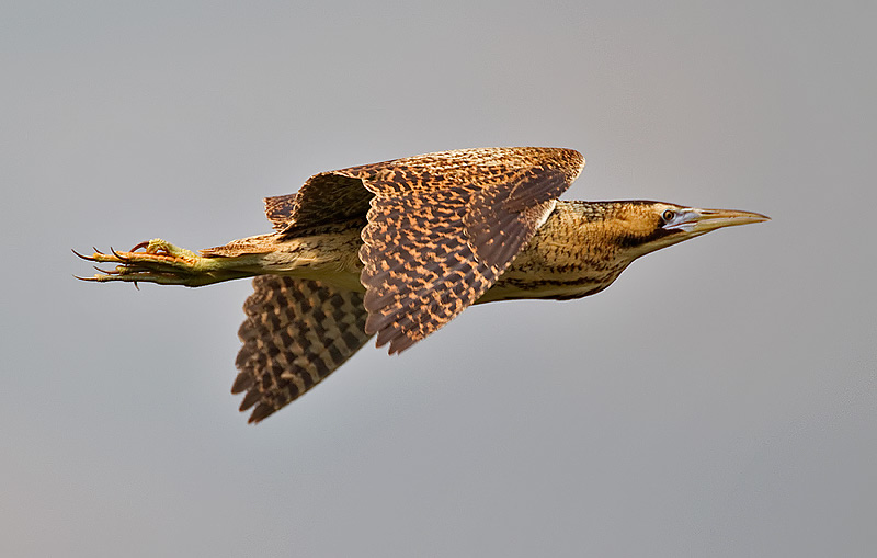 bittern