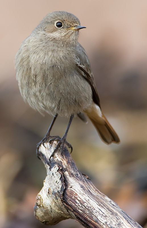black redstart