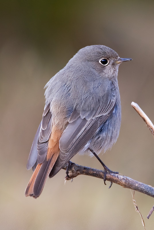 black redstart