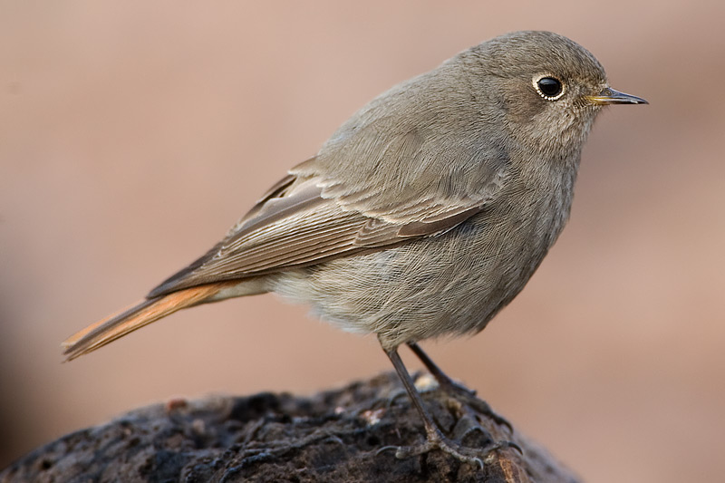 black redstart