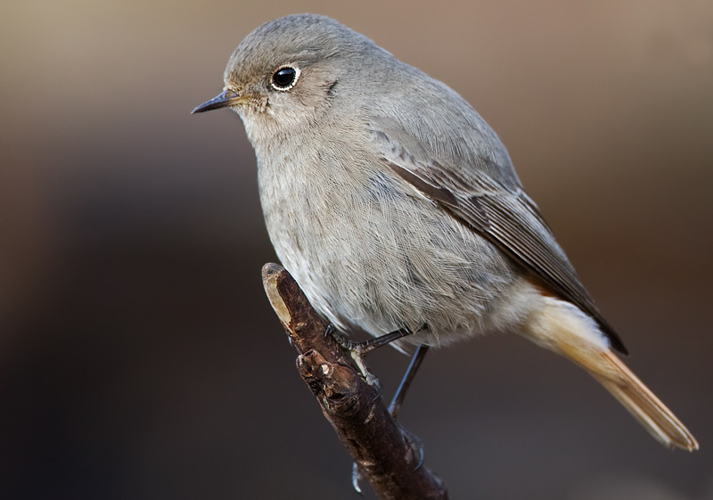 black redstart