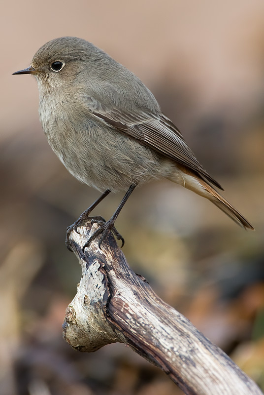 black redstart