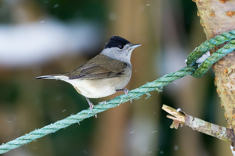 blackcap