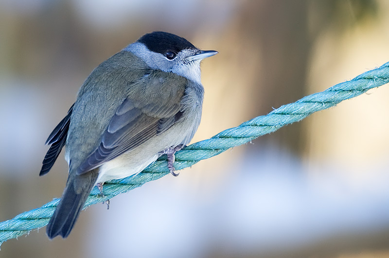 blackcap