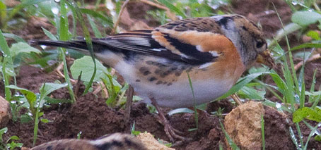 brambling