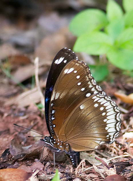 Thai butterfly