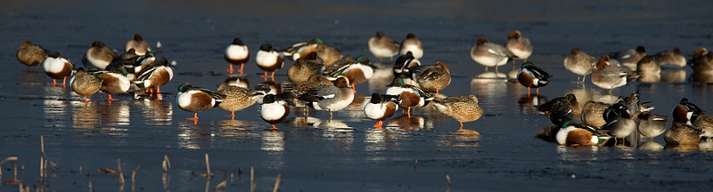 wigeon and shoveler