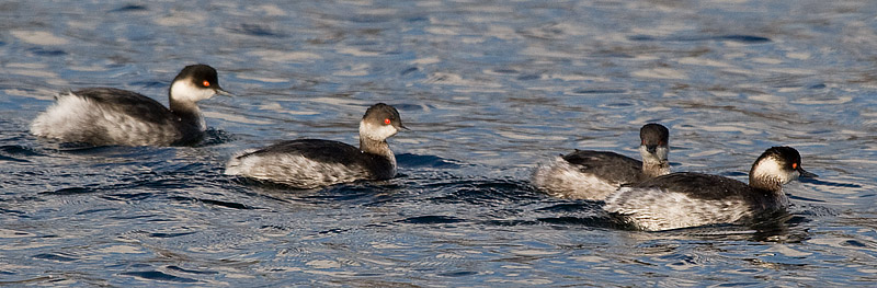 black-necked grebes