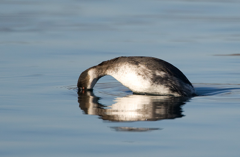black-necked grebe