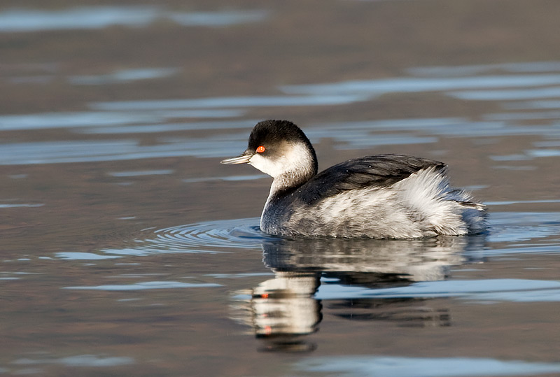 black-necked grebe