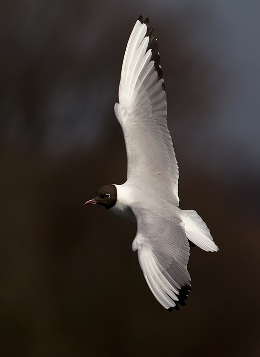 black-headed gull