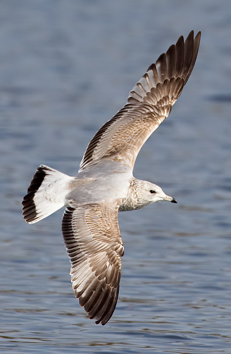 common gull