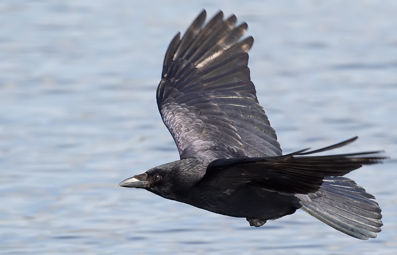 carrion crow
