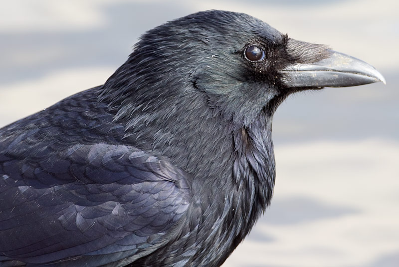 carrion crow