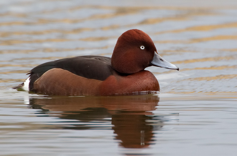 ferruginous duck