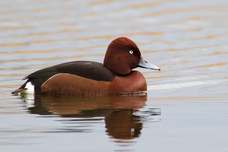 ferruginous duck
