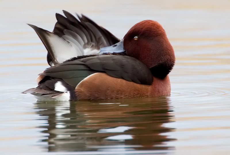 ferruginous duck