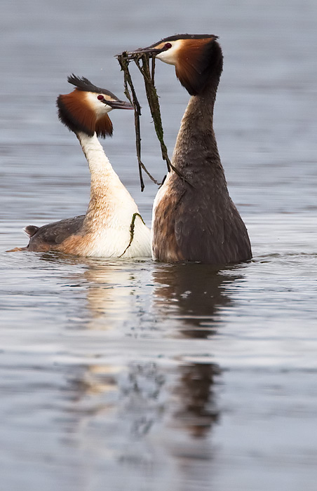 great crested grebes