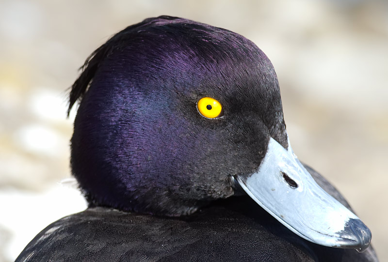 tufted duck