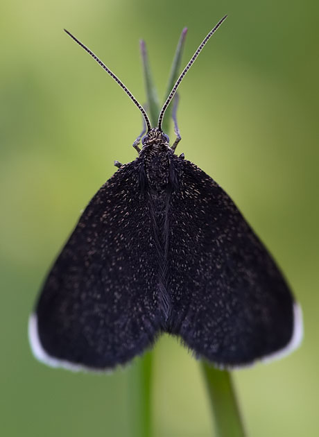 chimney sweeper