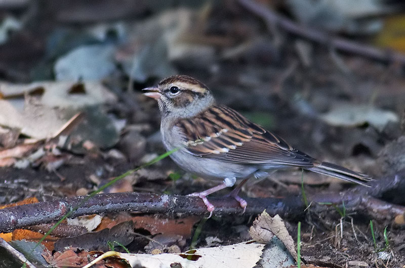 chipping sparrow