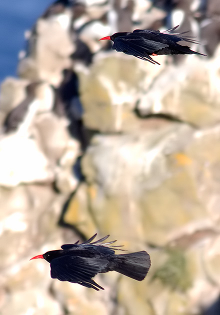 choughs