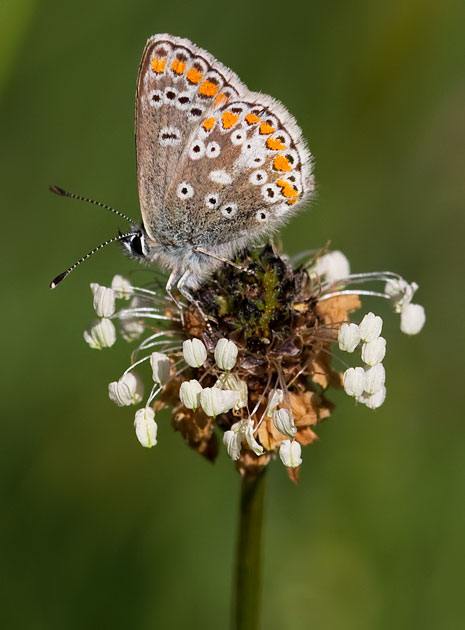 common blue