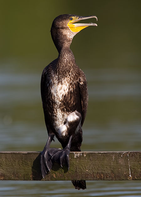 cormorant
