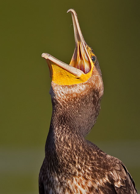 cormorant