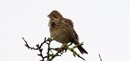cornbunting