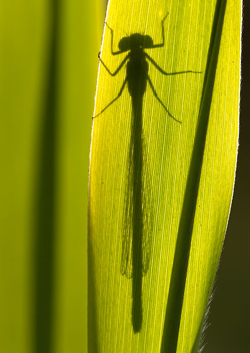 damselfly