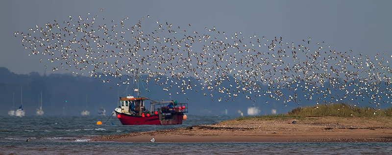 Dunlin, Dawlish Warren