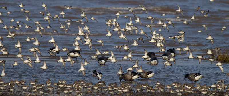 Dunlin, Dawlish Warren