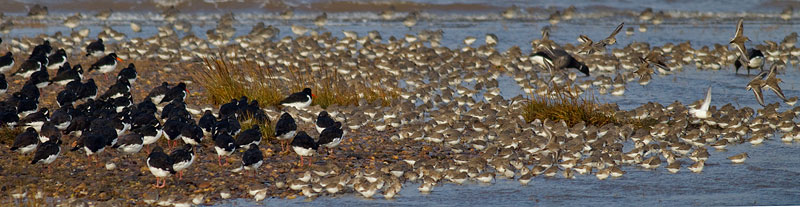 Waders, Dawlish Warren