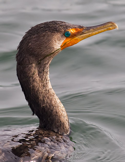 double-crested cormorant