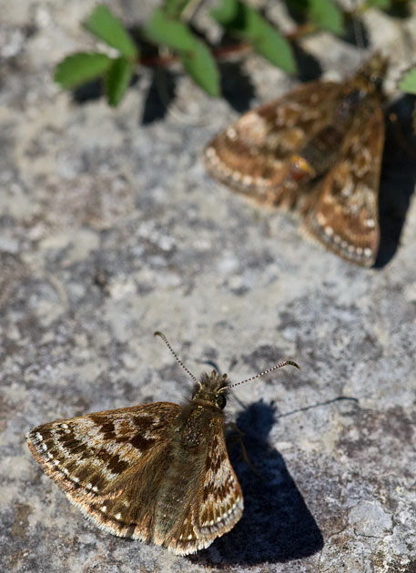 dingy skipper