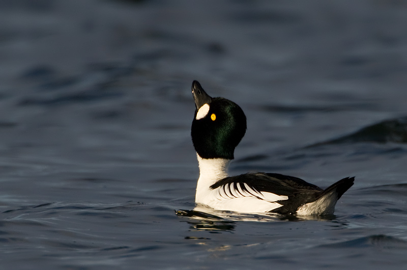 goldeneye