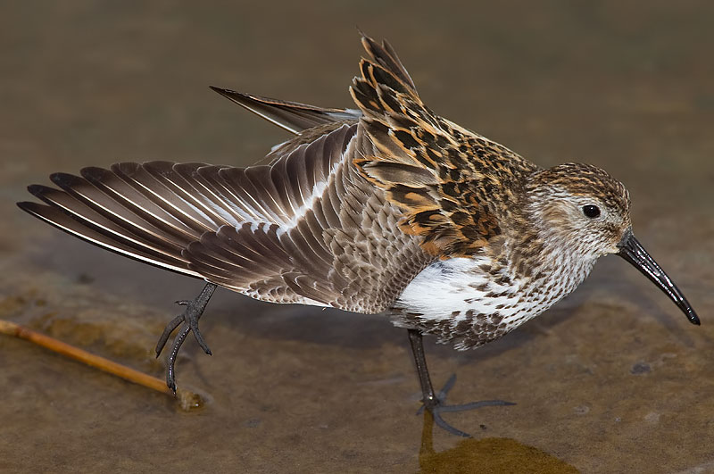 dunlin