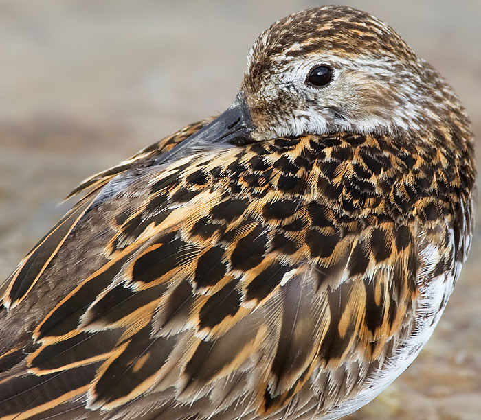 dunlin