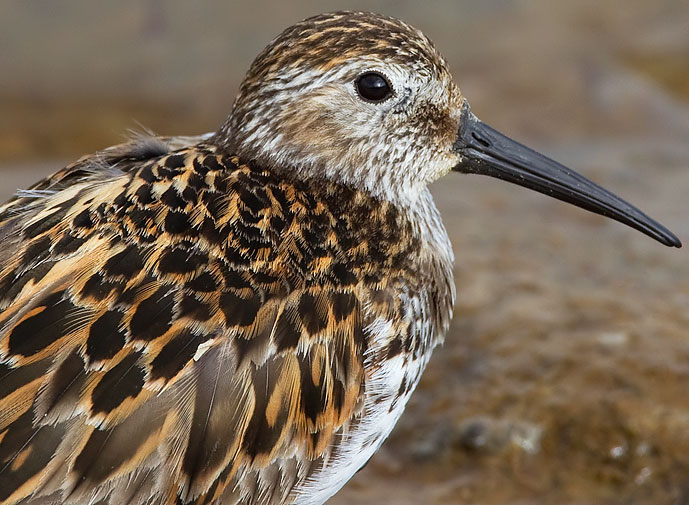 dunlin
