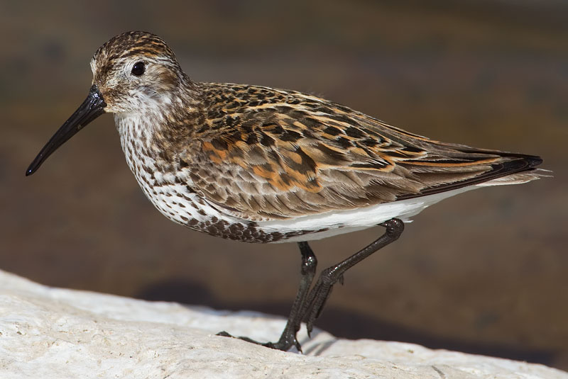 dunlin