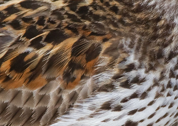 dunlin