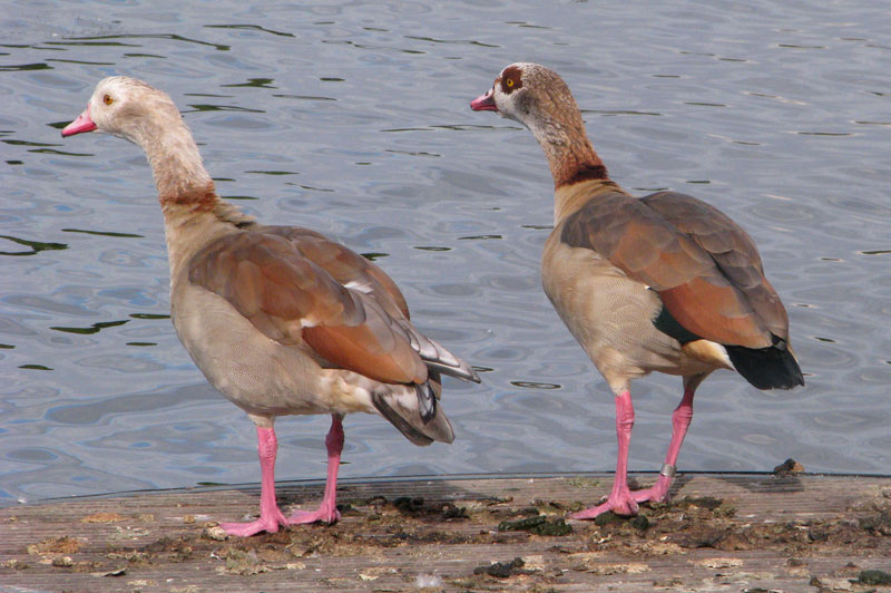 Egyptian geese