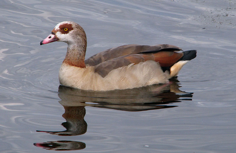 Egyptian goose